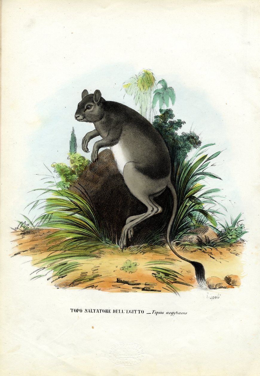 Maior egípcio Jerboa, 1863-79 de Raimundo Petraroja
