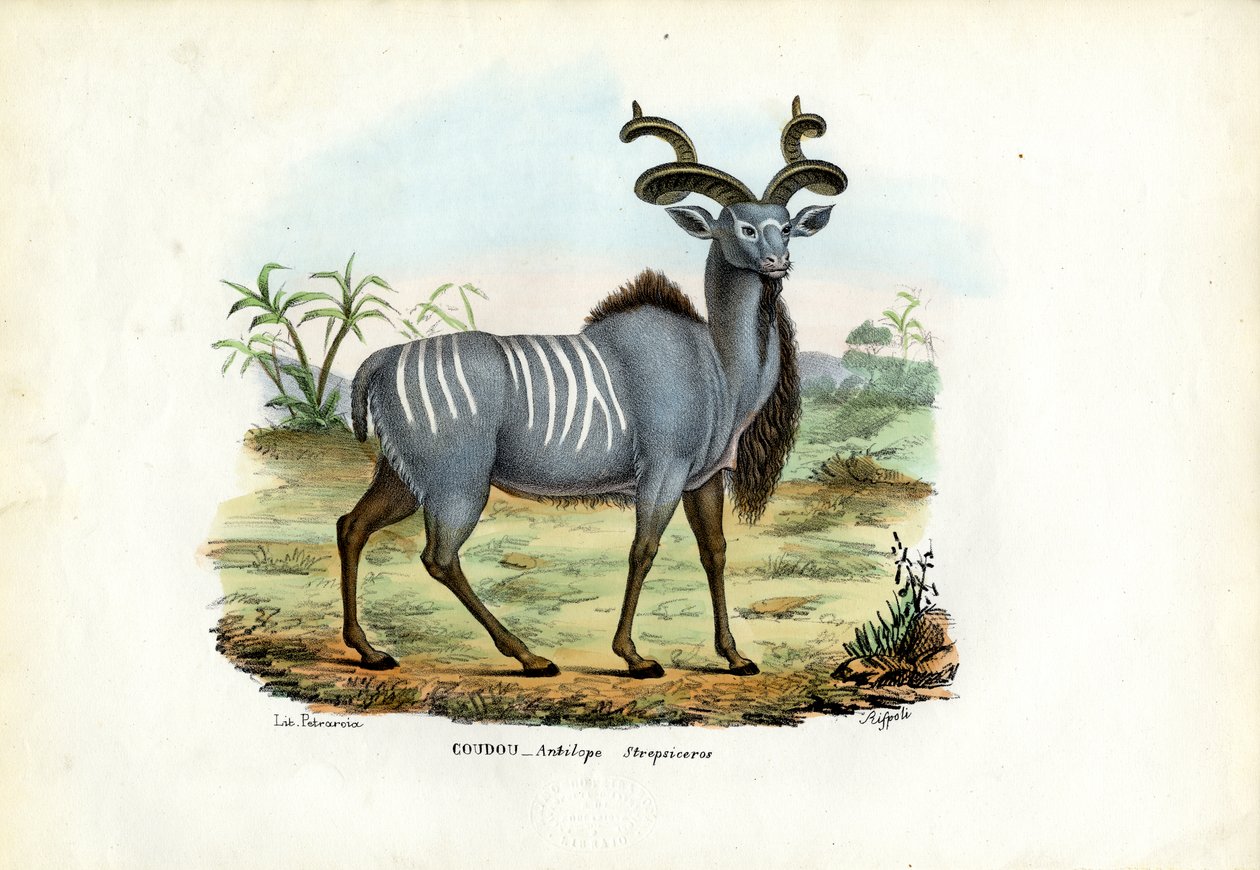 Maior Kudu, 1863-79 de Raimundo Petraroja