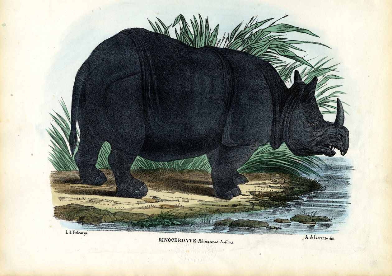 Rinocerontes de um chifre maiores, 1863-79 de Raimundo Petraroja
