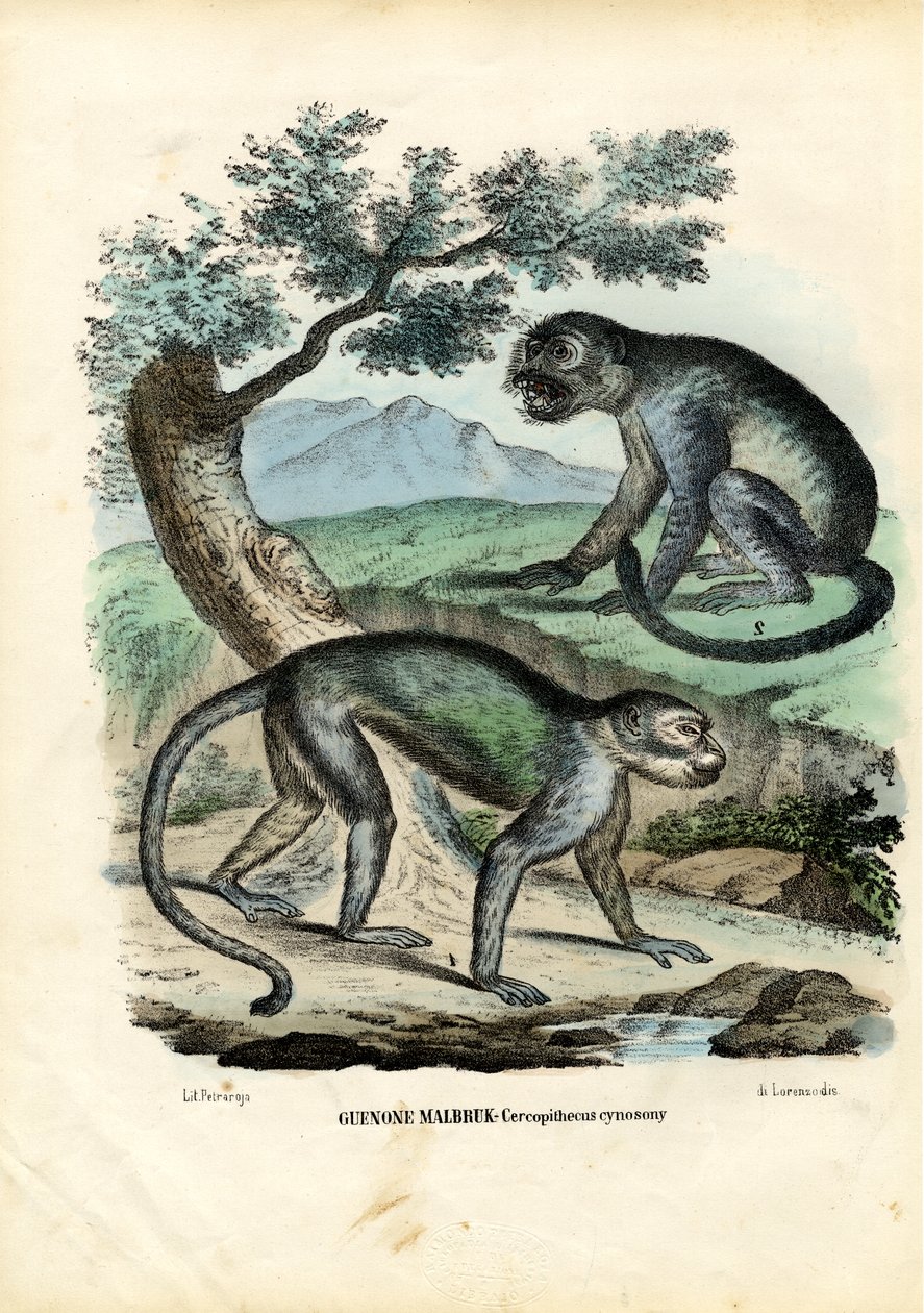 Macaco Verde Ou Malbrouck, 1863-79 de Raimundo Petraroja