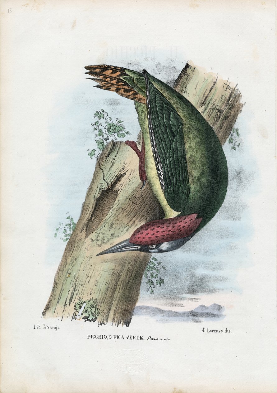 Pica-pau-verde, 1863-79 de Raimundo Petraroja