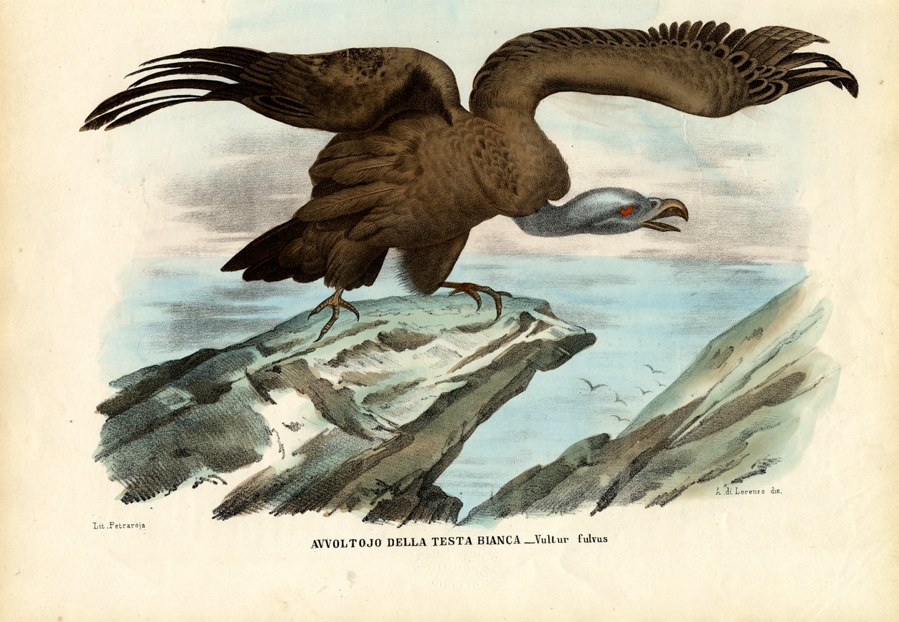Griffon Vulture, 1863-79 de Raimundo Petraroja