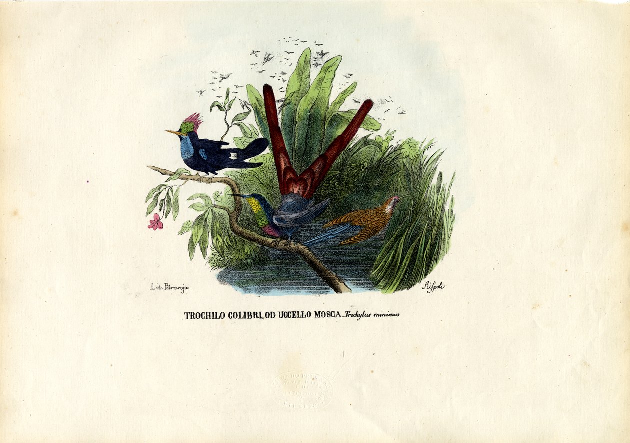 Beija-flores, 1863-79 de Raimundo Petraroja