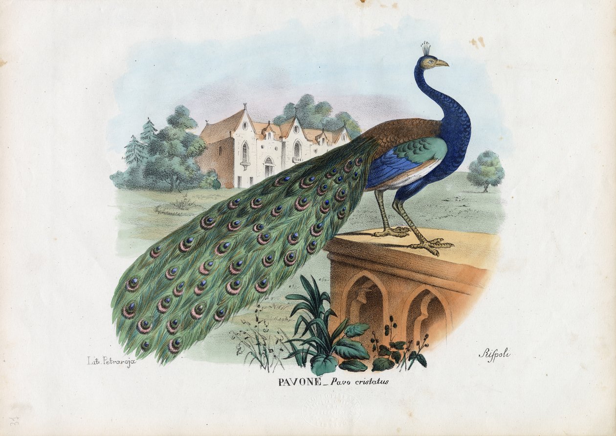 Pavão indiano, 1863-79 de Raimundo Petraroja