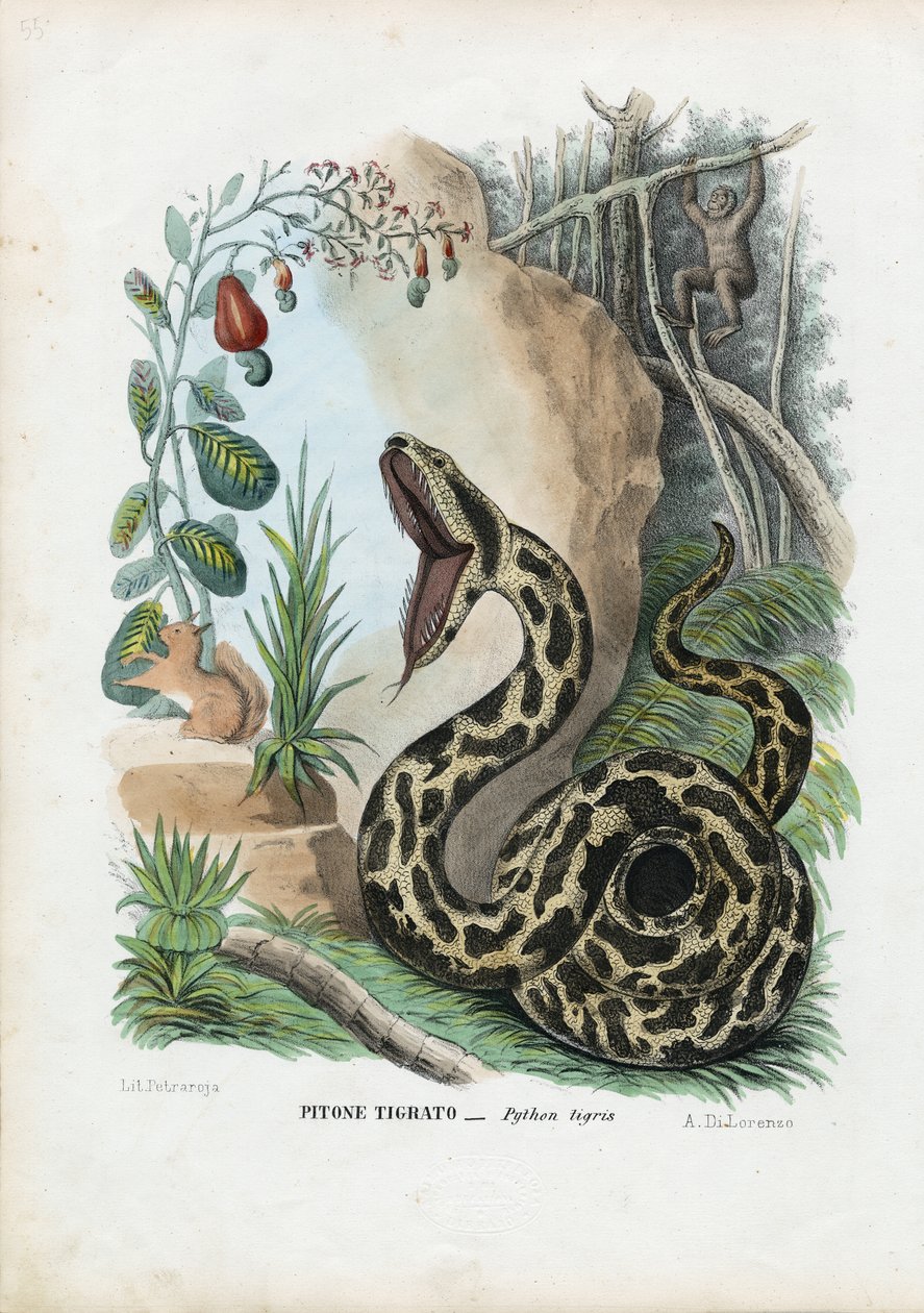 Pitão Indiano, 1863-79 de Raimundo Petraroja