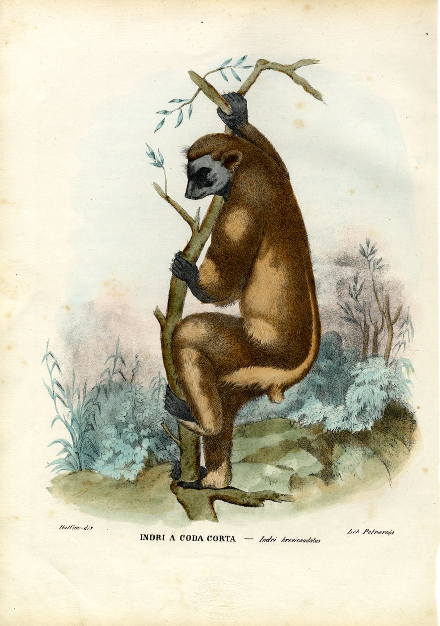 Indri, 1863-79 de Raimundo Petraroja