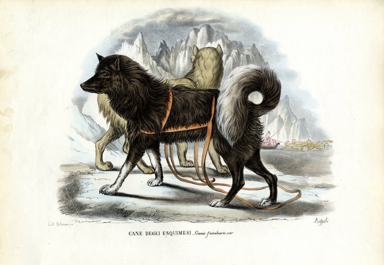 Cão de Trenó Inuit, 1863-79 de Raimundo Petraroja