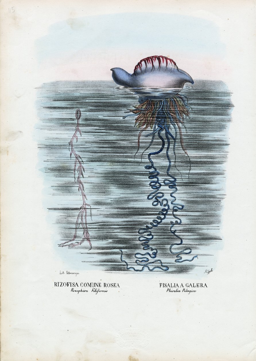 Água-viva, 1863-79 de Raimundo Petraroja