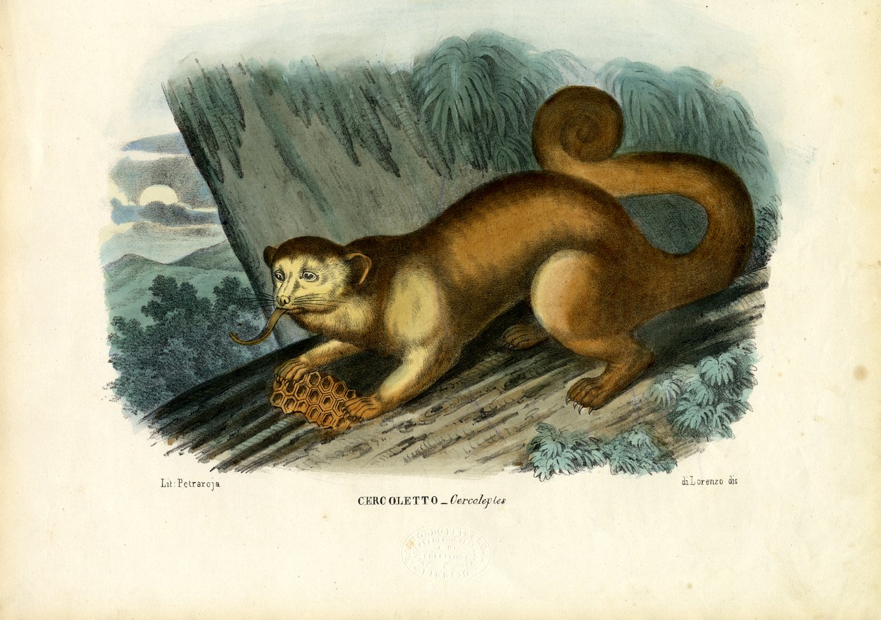 Kinkajou, 1863-79 de Raimundo Petraroja