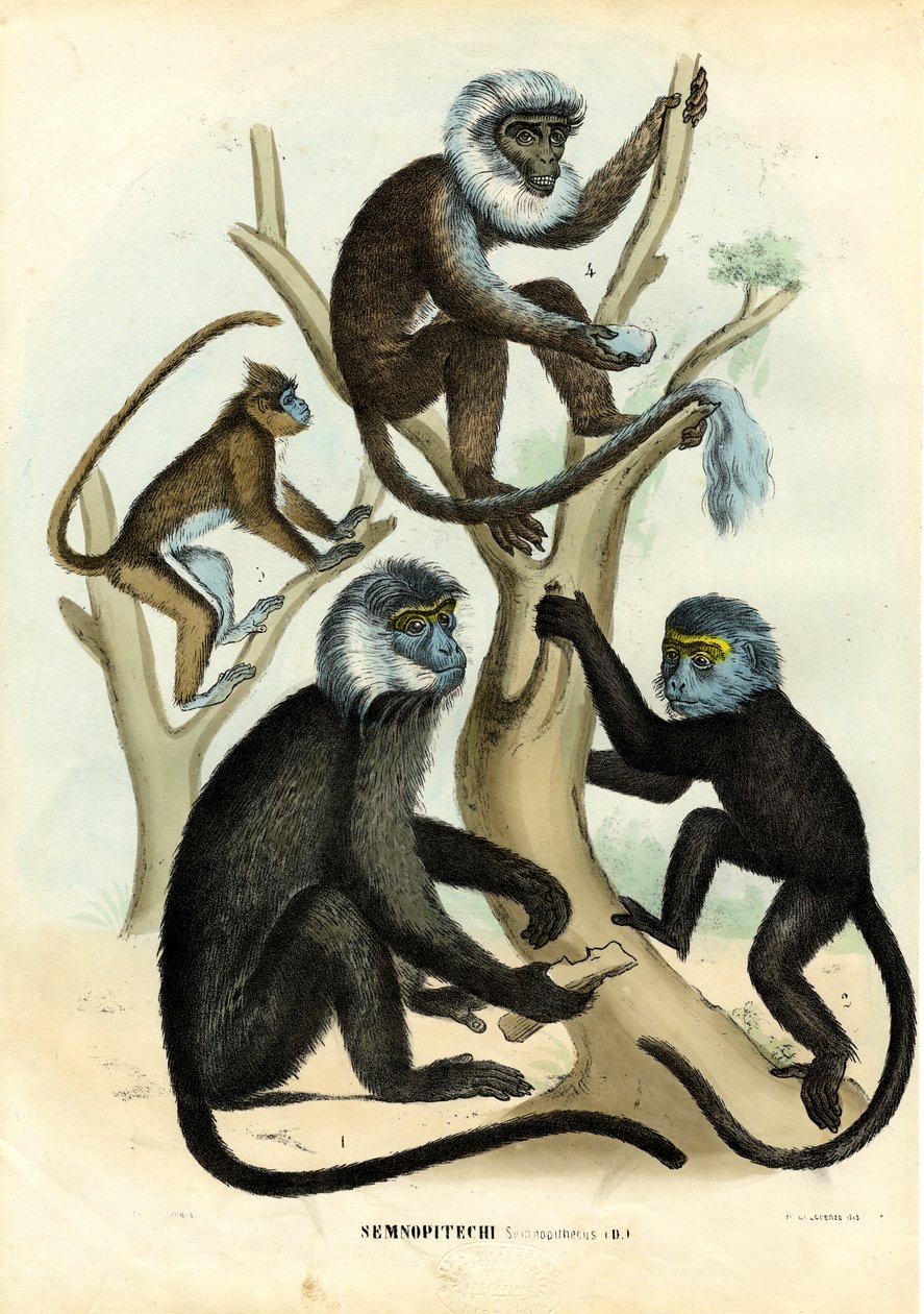 Langurs, 1863-79 de Raimundo Petraroja
