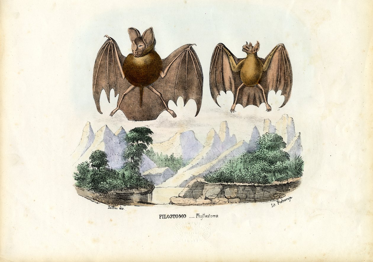 Morcegos Nariz-Folhas, 1863-79 de Raimundo Petraroja
