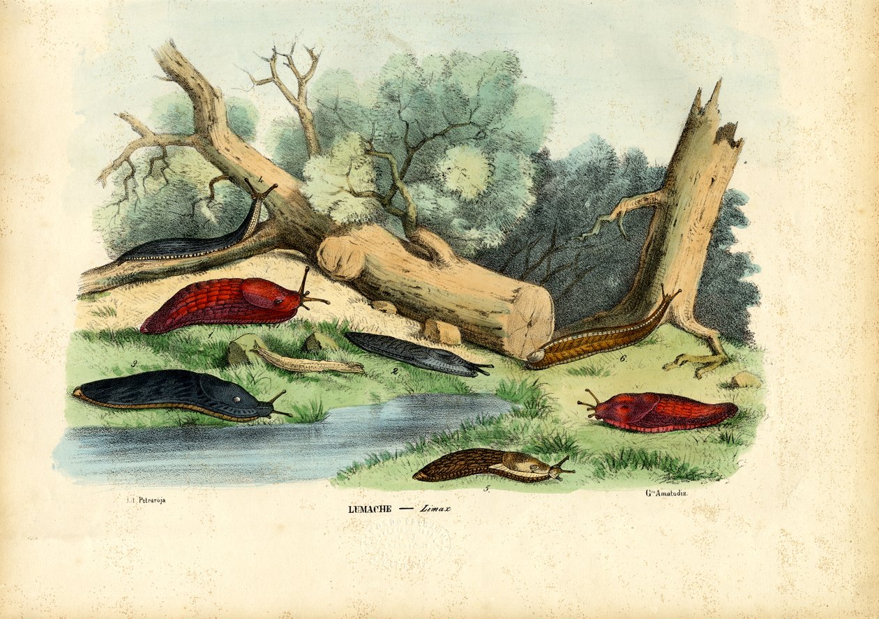 Caracol Limax, 1863-79 de Raimundo Petraroja