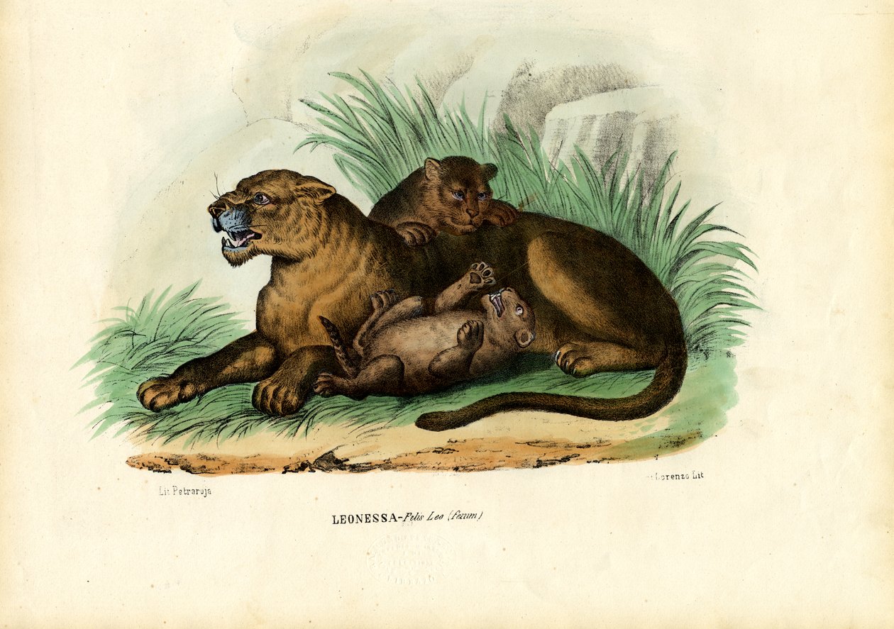 Leoa com filhotes, 1863-79 de Raimundo Petraroja