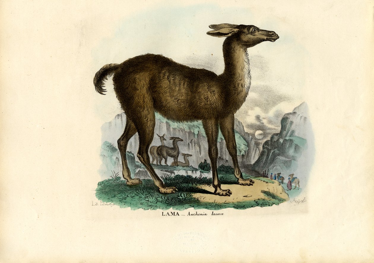 Lhama, 1863-79 de Raimundo Petraroja