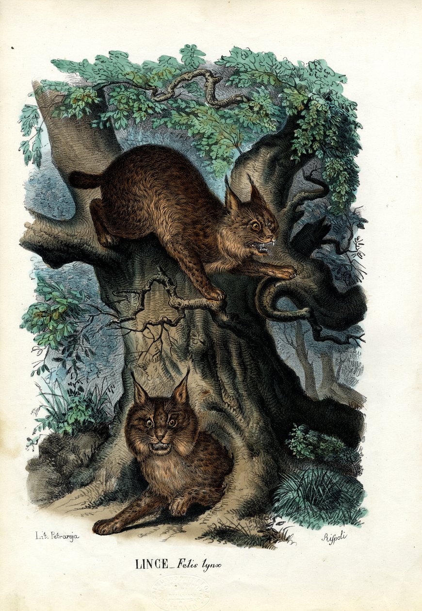 Lince, 1863-79 de Raimundo Petraroja
