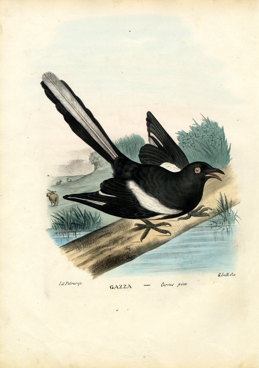 Pega, 1863-79 de Raimundo Petraroja