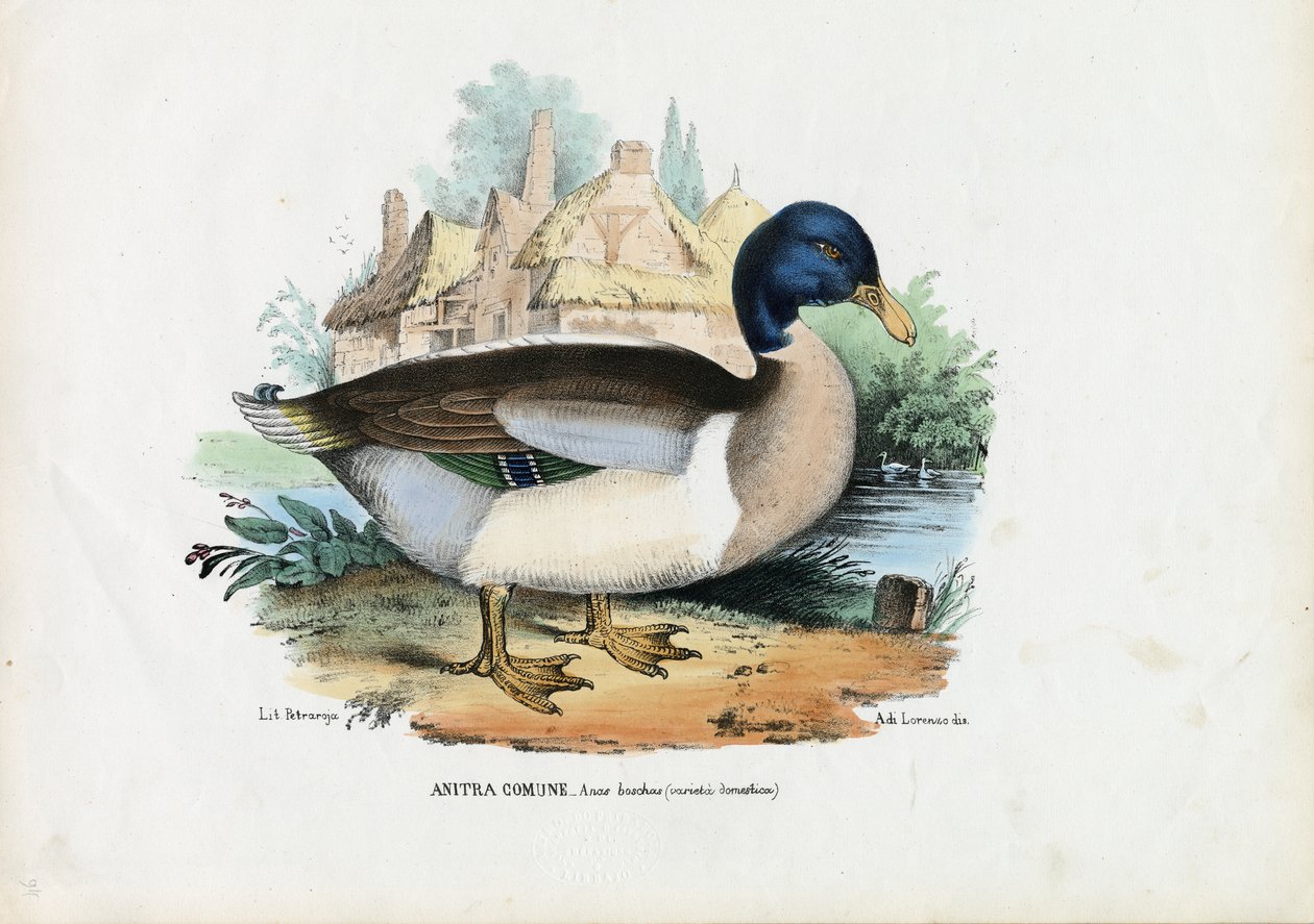 Pato-real, 1863-79 de Raimundo Petraroja