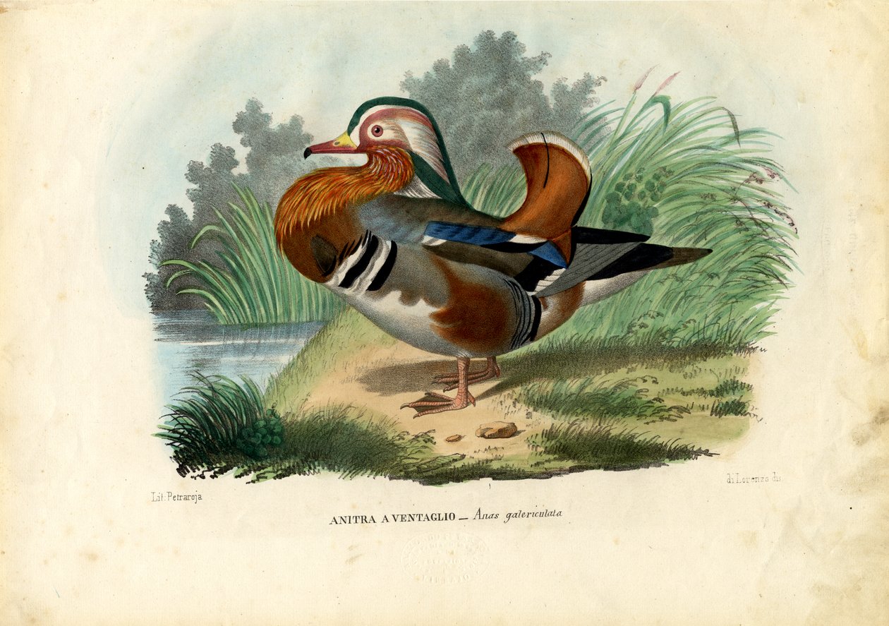 Pato Mandarim, 1863-79 de Raimundo Petraroja