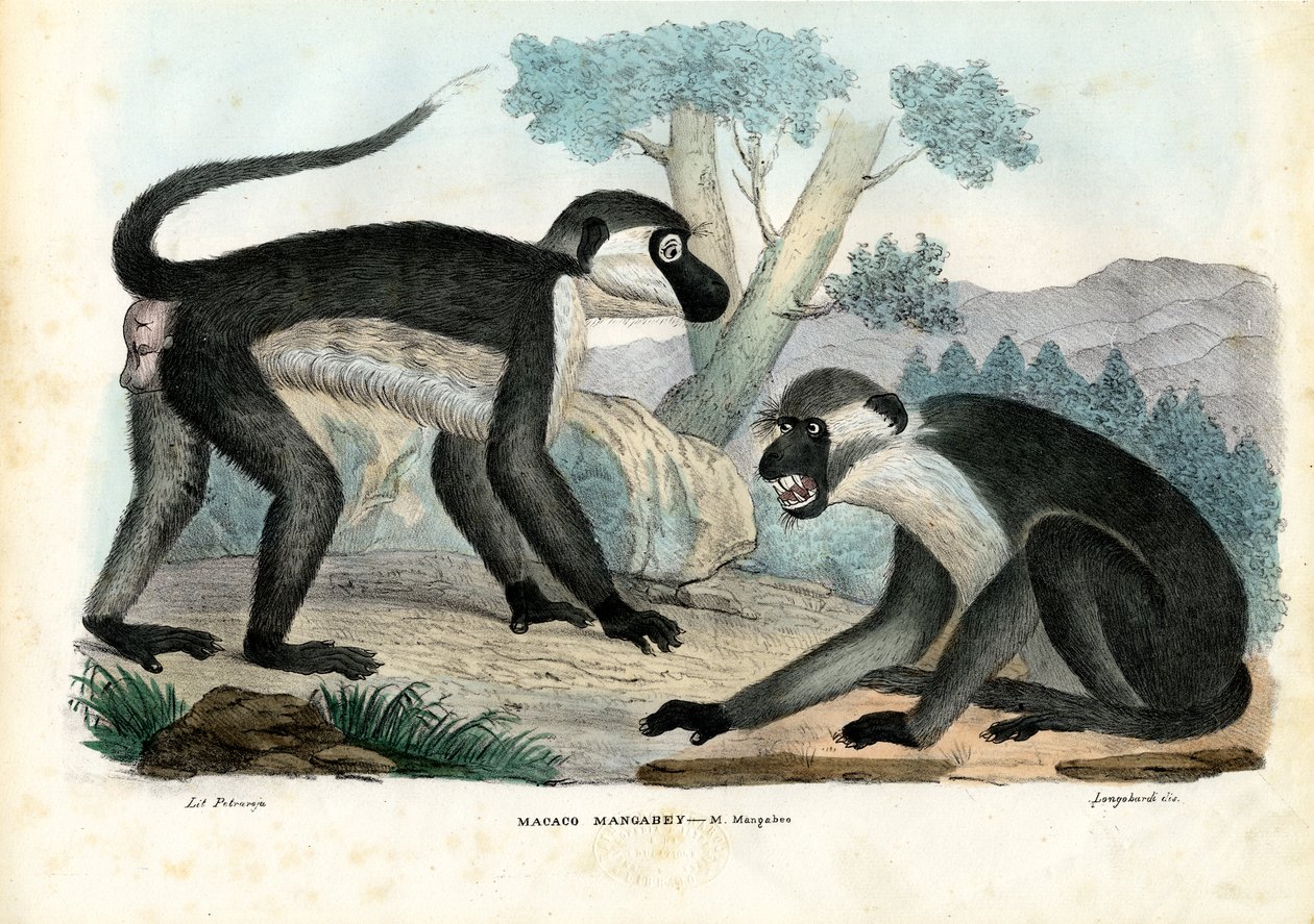 Mangabey, 1863-79 de Raimundo Petraroja