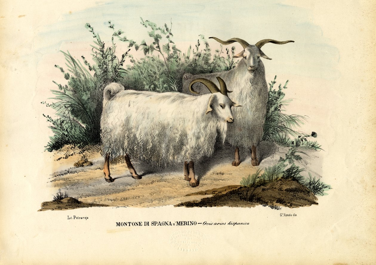 Ovelhas Merino, 1863-79 de Raimundo Petraroja
