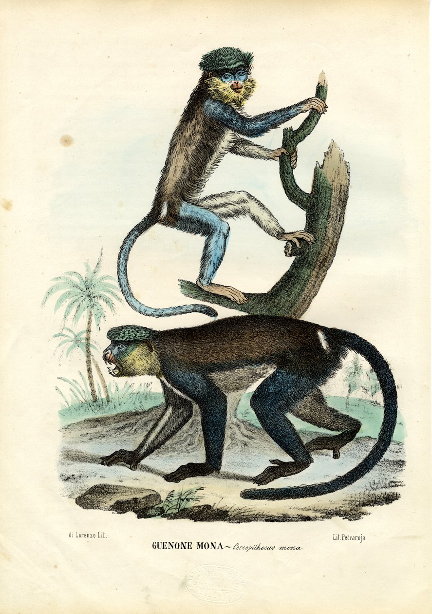 Mona Monkey, 1863-79 de Raimundo Petraroja