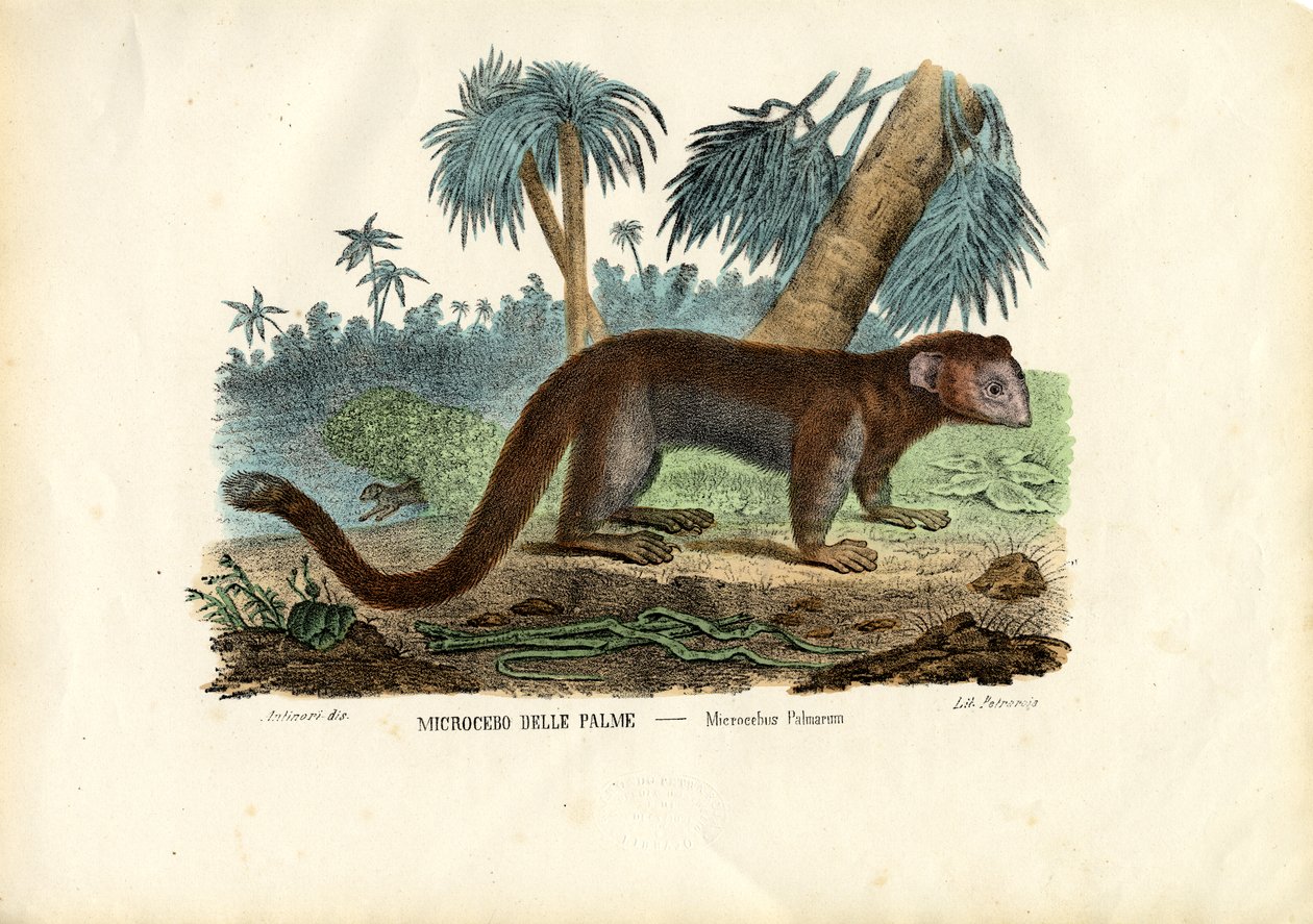 Lemur do rato, 1863-79 de Raimundo Petraroja