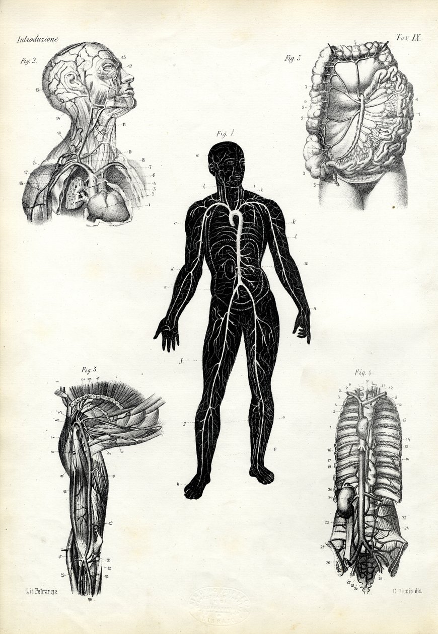 Músculos, 1863-79 de Raimundo Petraroja