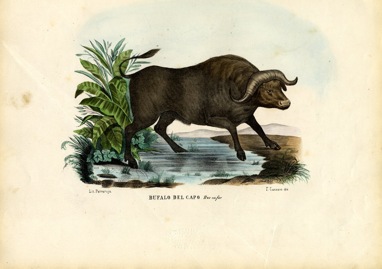 Boi-almiscarado, 1863-79 de Raimundo Petraroja