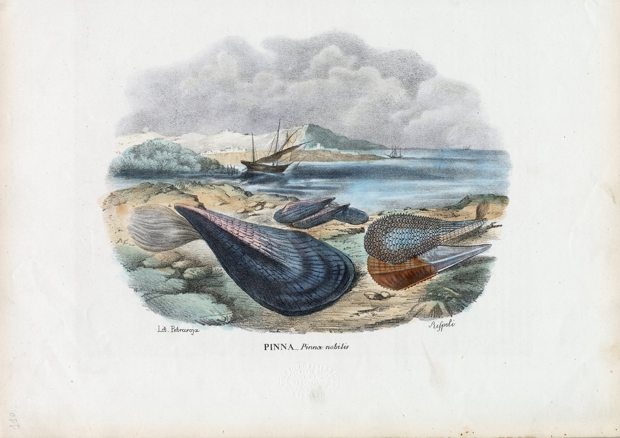 Mexilhões, 1863-79 de Raimundo Petraroja