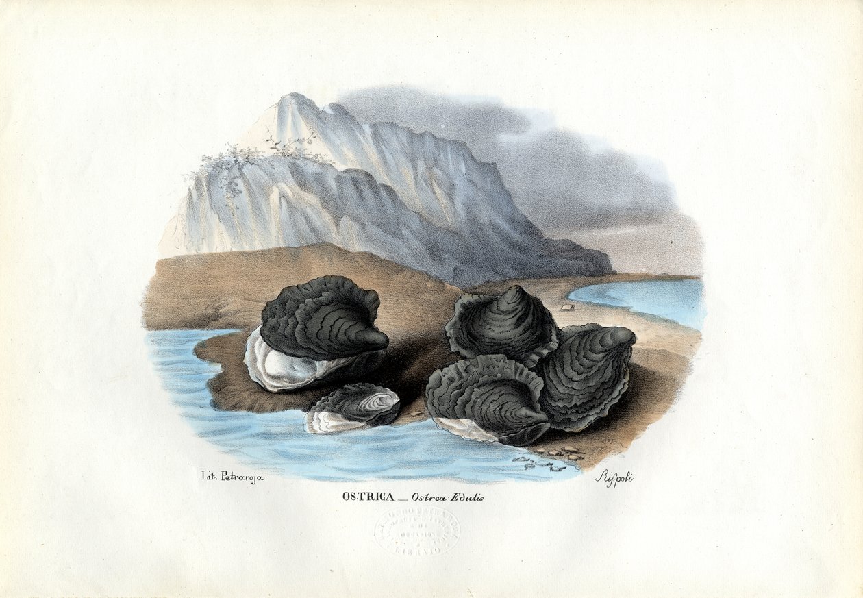 Mexilhões, 1863-79 de Raimundo Petraroja