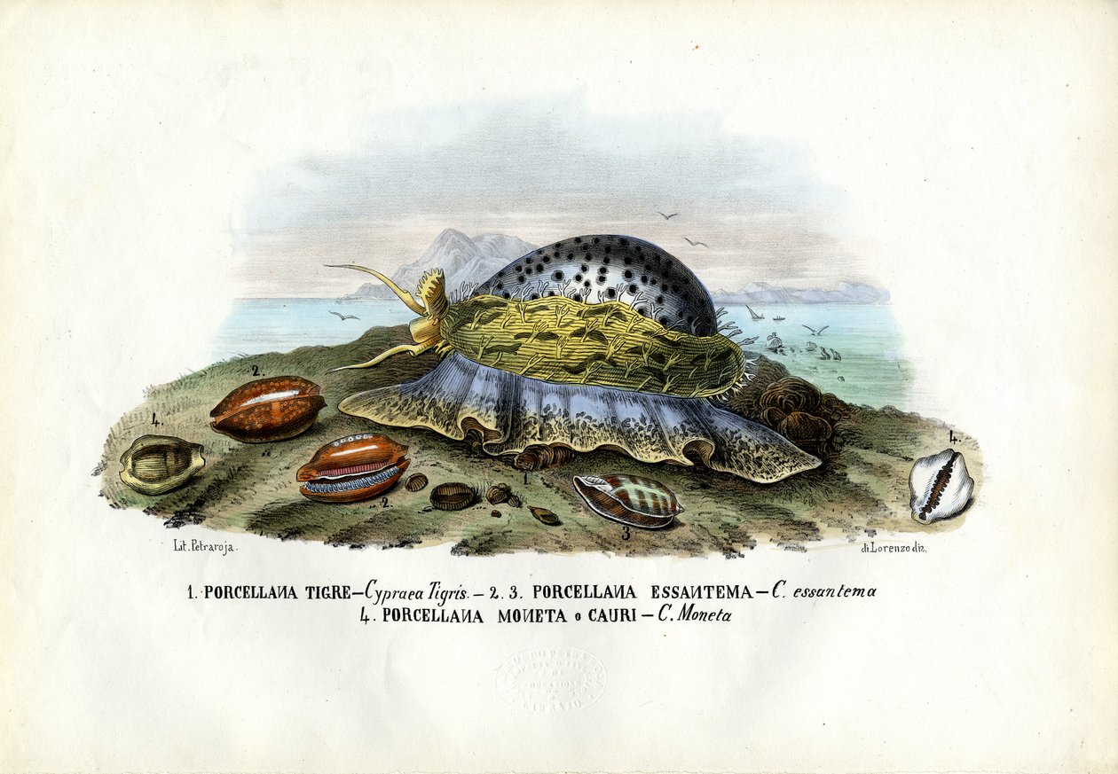 Mexilhões, 1863-79 de Raimundo Petraroja