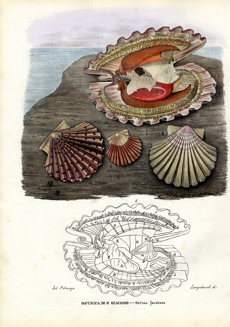 Mexilhões, 1863-79 de Raimundo Petraroja