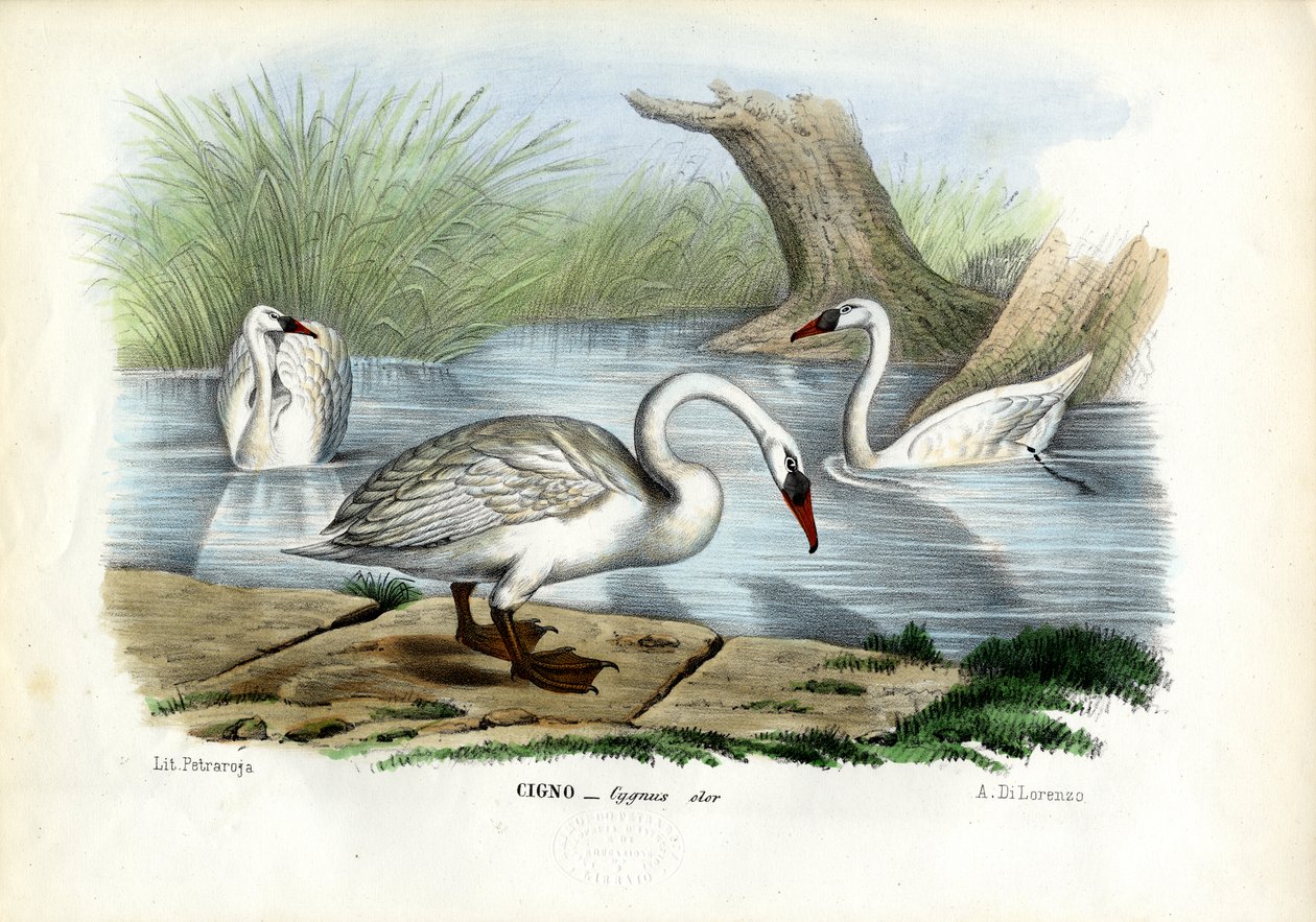 Cisne muda, 1863-79 de Raimundo Petraroja
