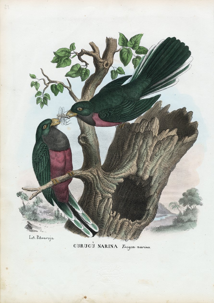 Narina Trogon, 1863-79  de Raimundo Petraroja