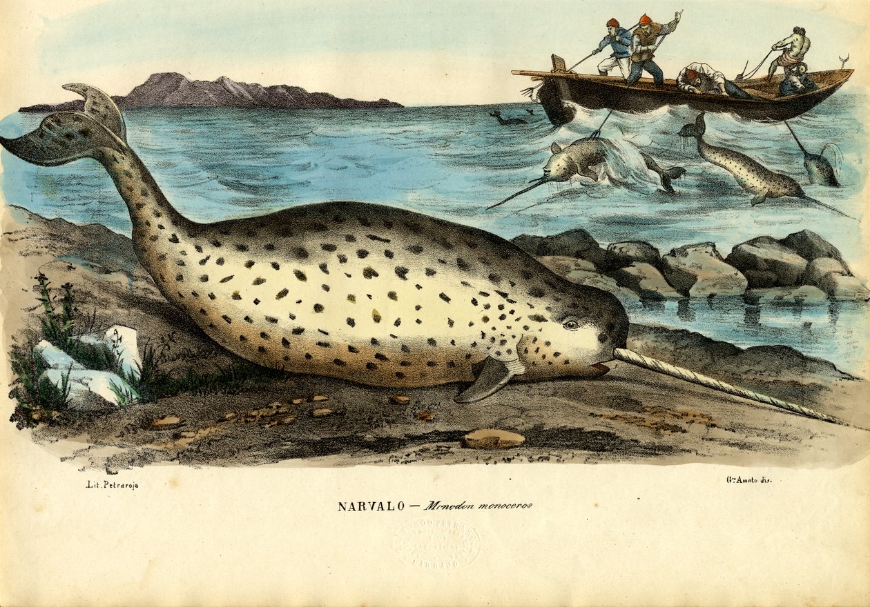 Narwhal, 1863-79 de Raimundo Petraroja