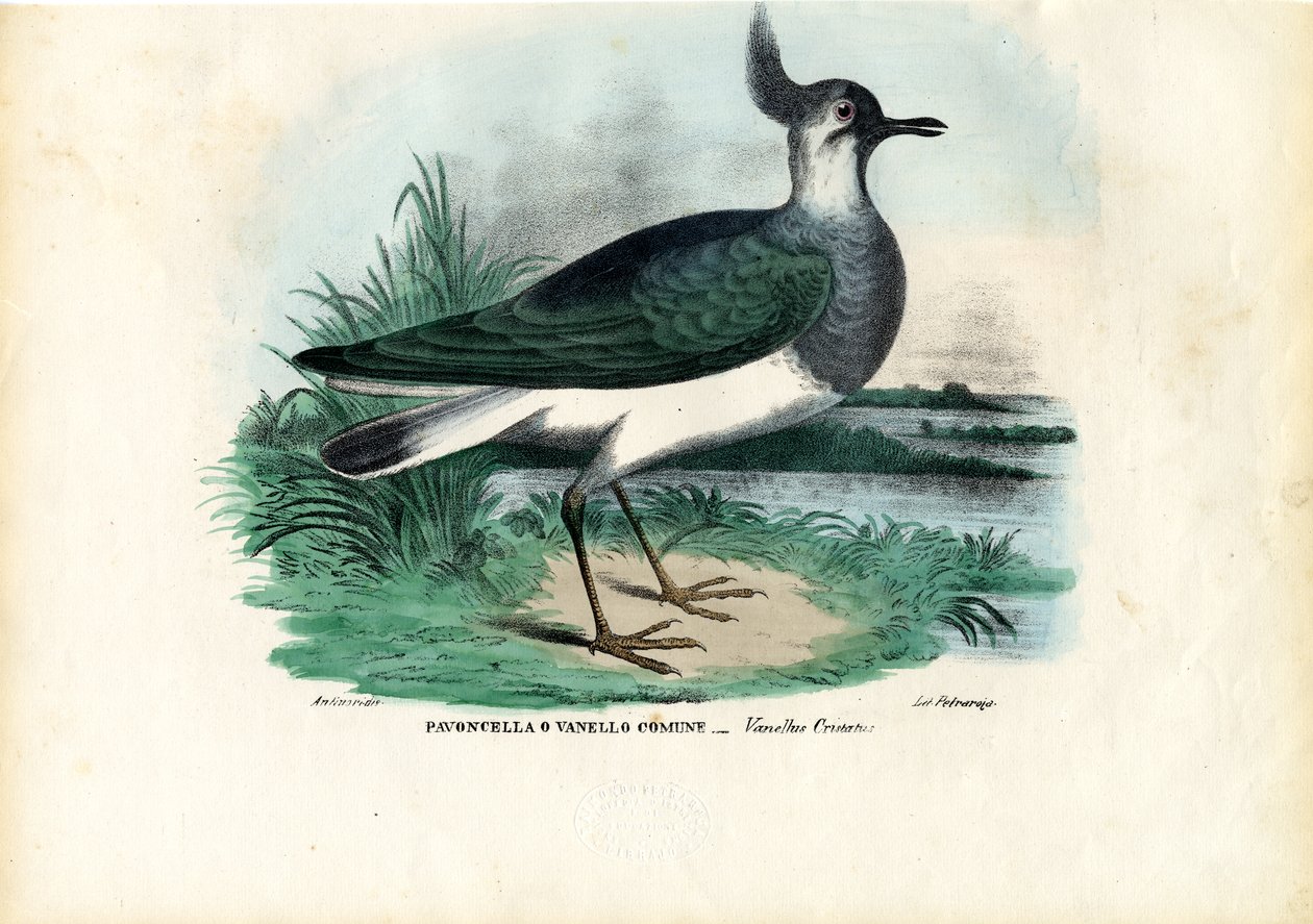 Abibe-do-norte, 1863-79 de Raimundo Petraroja