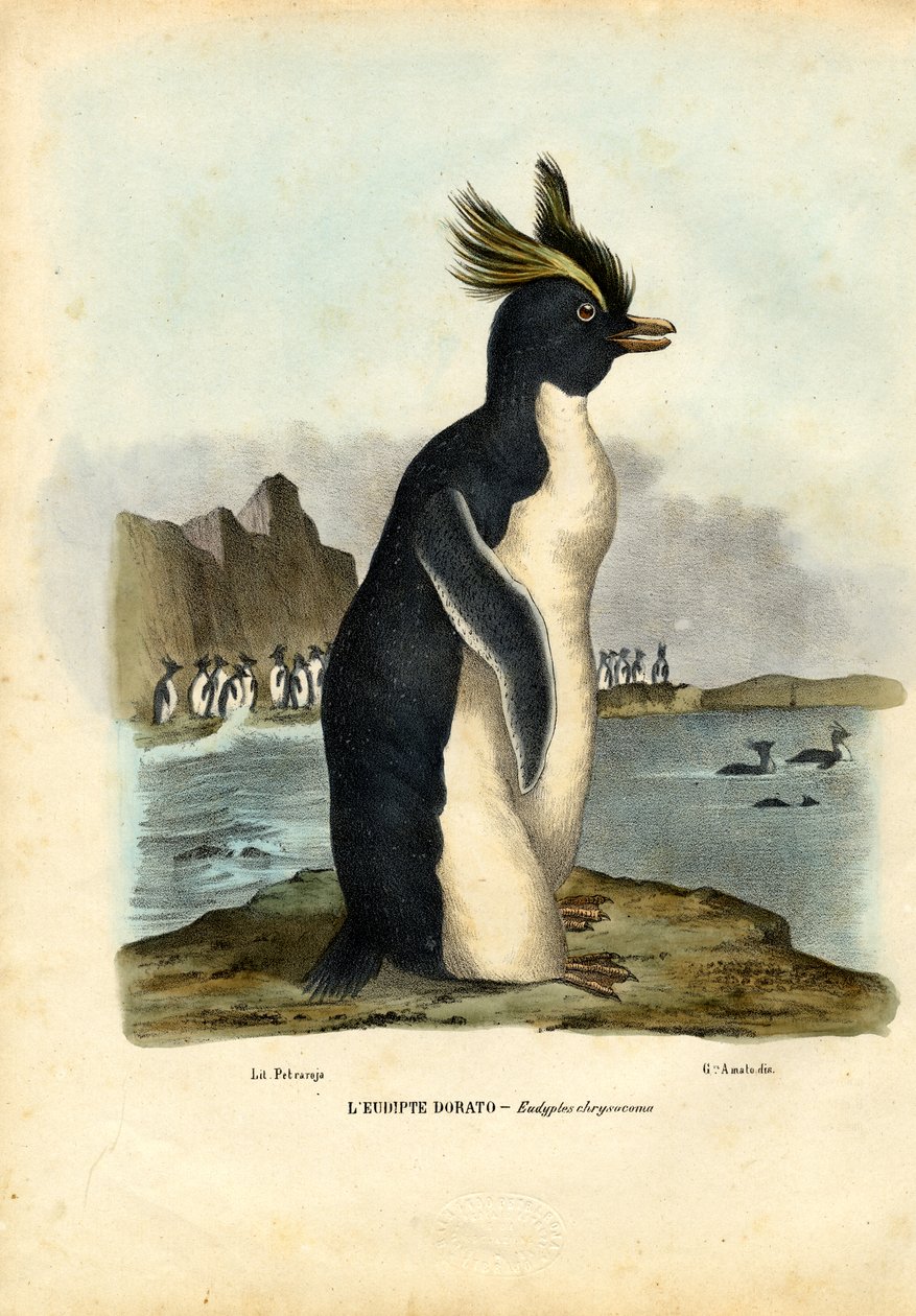 Pinguim do norte de Rockhopper, 1863-79 de Raimundo Petraroja