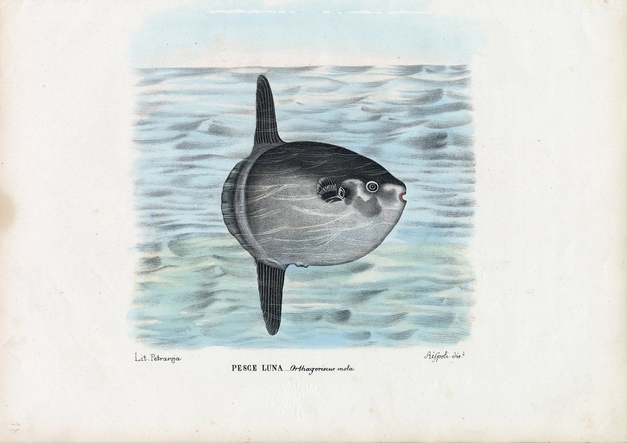 Oceano Sunfish, 1863-79 de Raimundo Petraroja