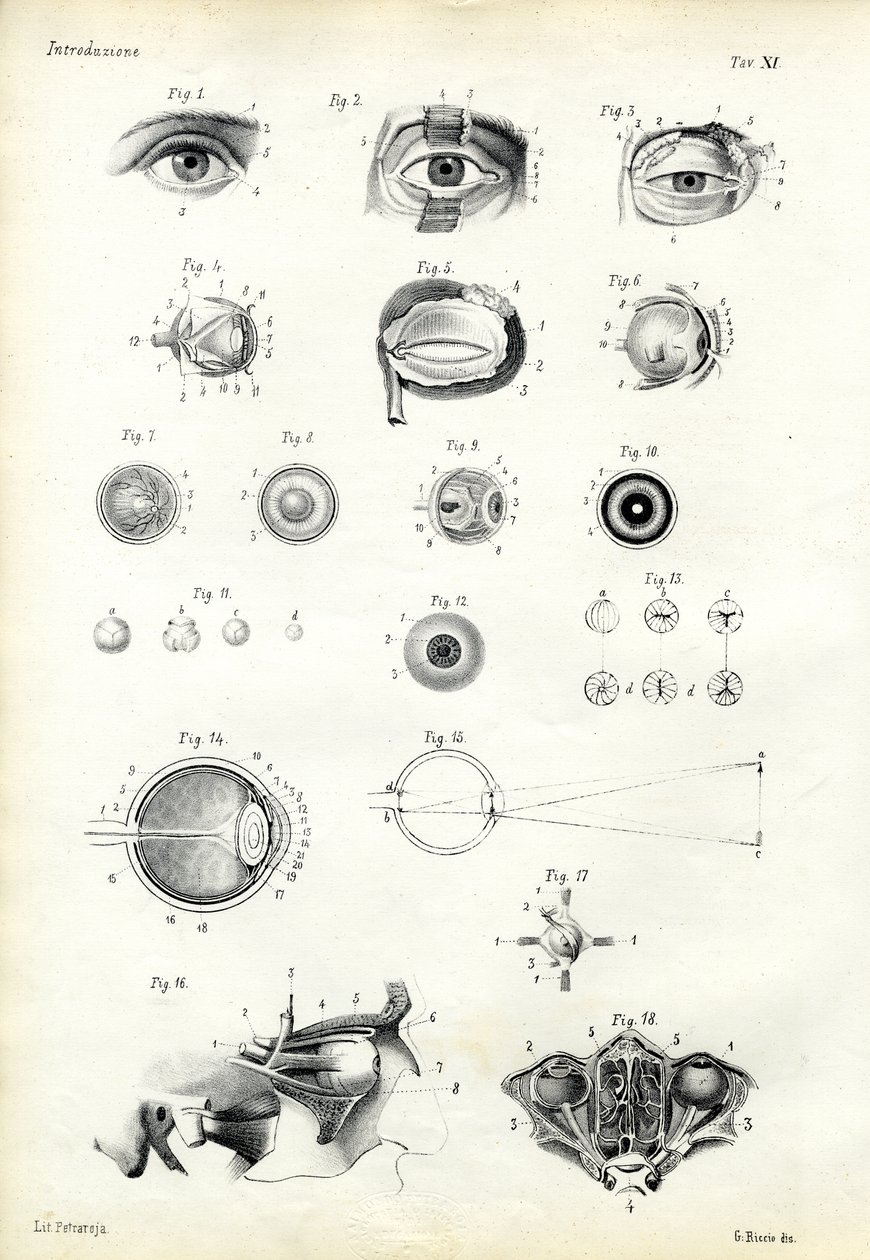 Órgão de ver, 1863-79 de Raimundo Petraroja