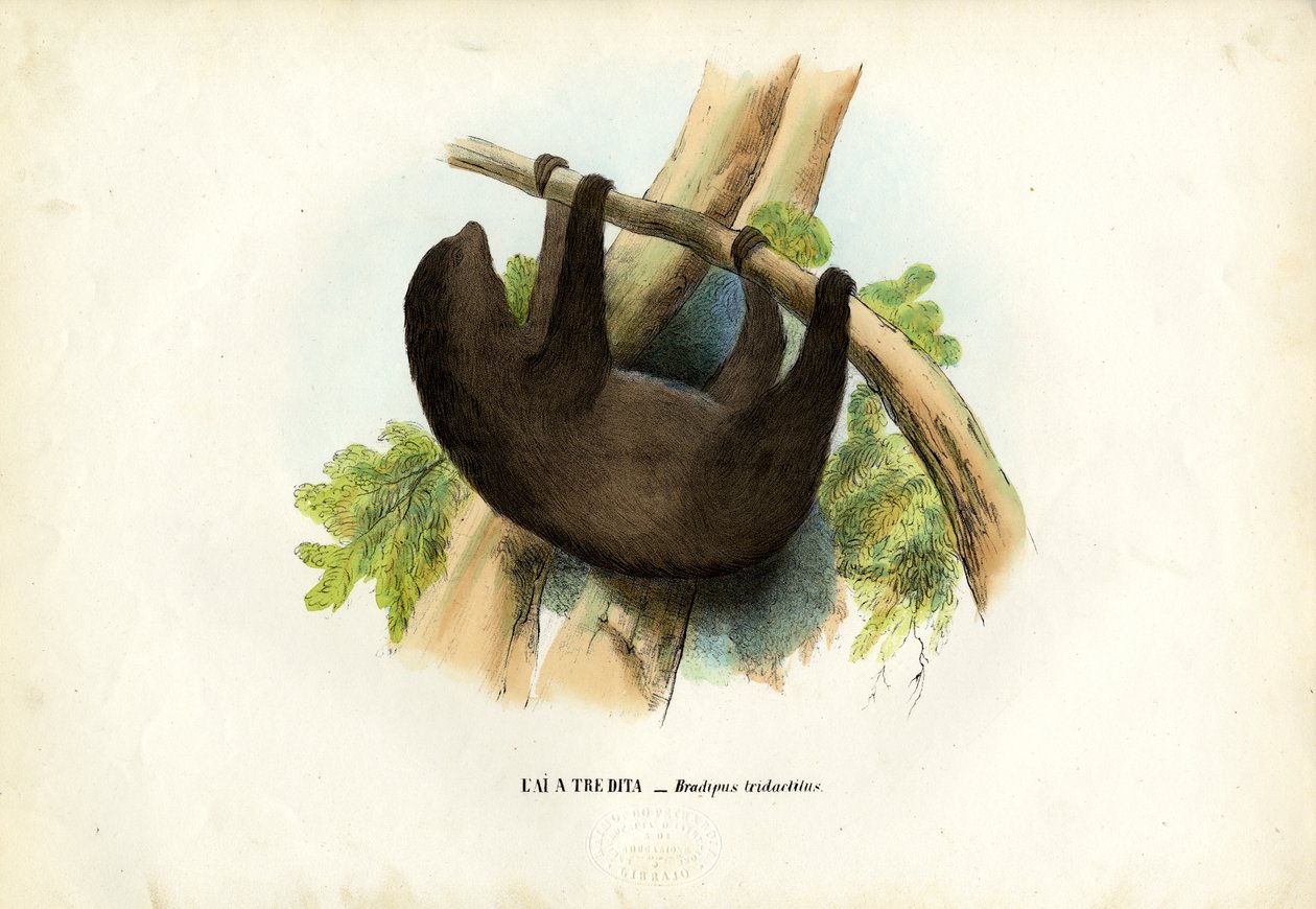 Preguiça-de-garganta-pálida, 1863-79 de Raimundo Petraroja
