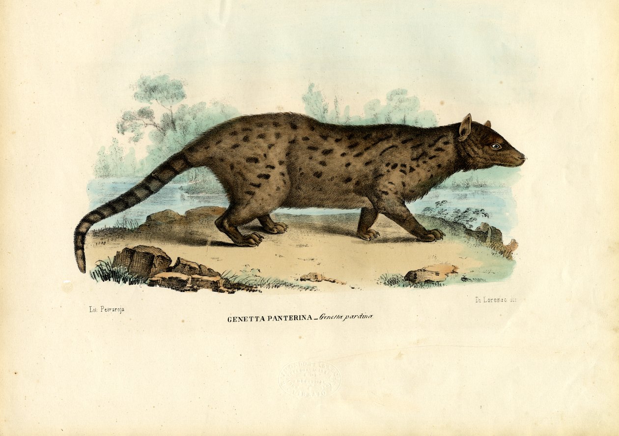 Pardine Genet, 1863-79 de Raimundo Petraroja