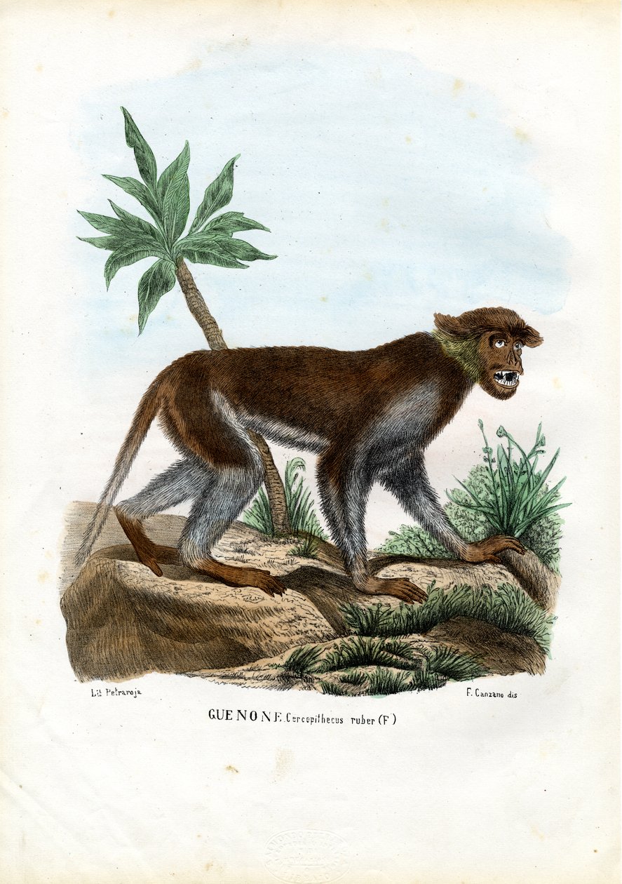 Macaco de Patas, 1863-79 de Raimundo Petraroja