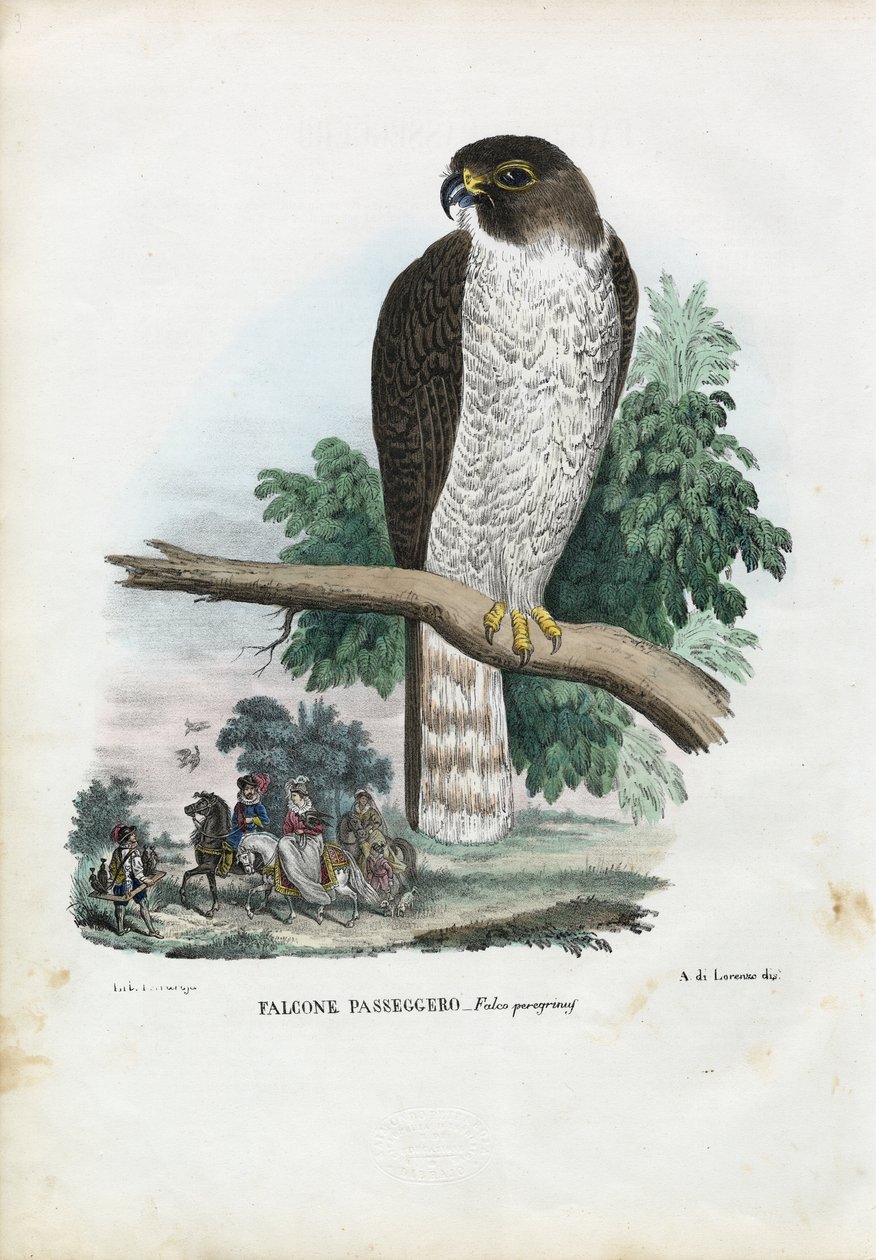 Falcão-peregrino, 1863-79 de Raimundo Petraroja