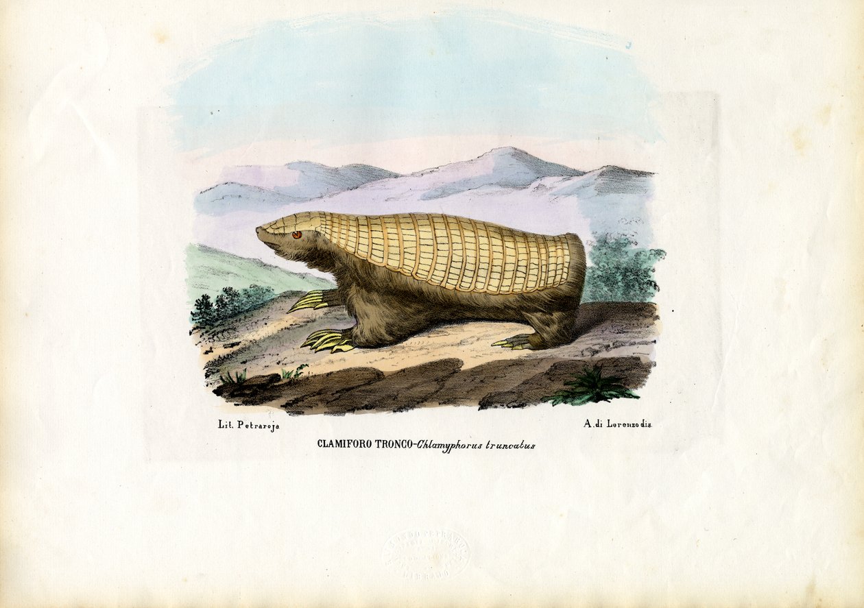 Tatu de fada rosa, 1863-79 de Raimundo Petraroja