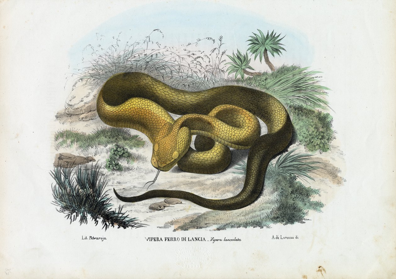 Pit Viper, 1863-79 de Raimundo Petraroja