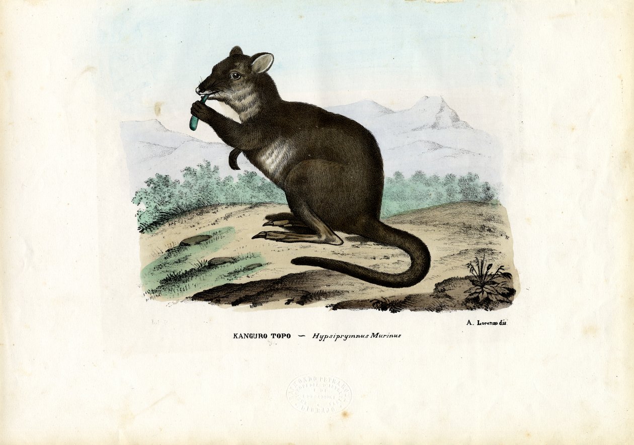 Potoroo, 1863-79 de Raimundo Petraroja