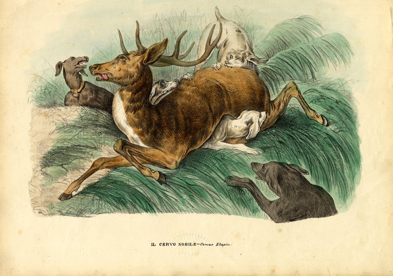 Veado-vermelho, 1863-79 de Raimundo Petraroja