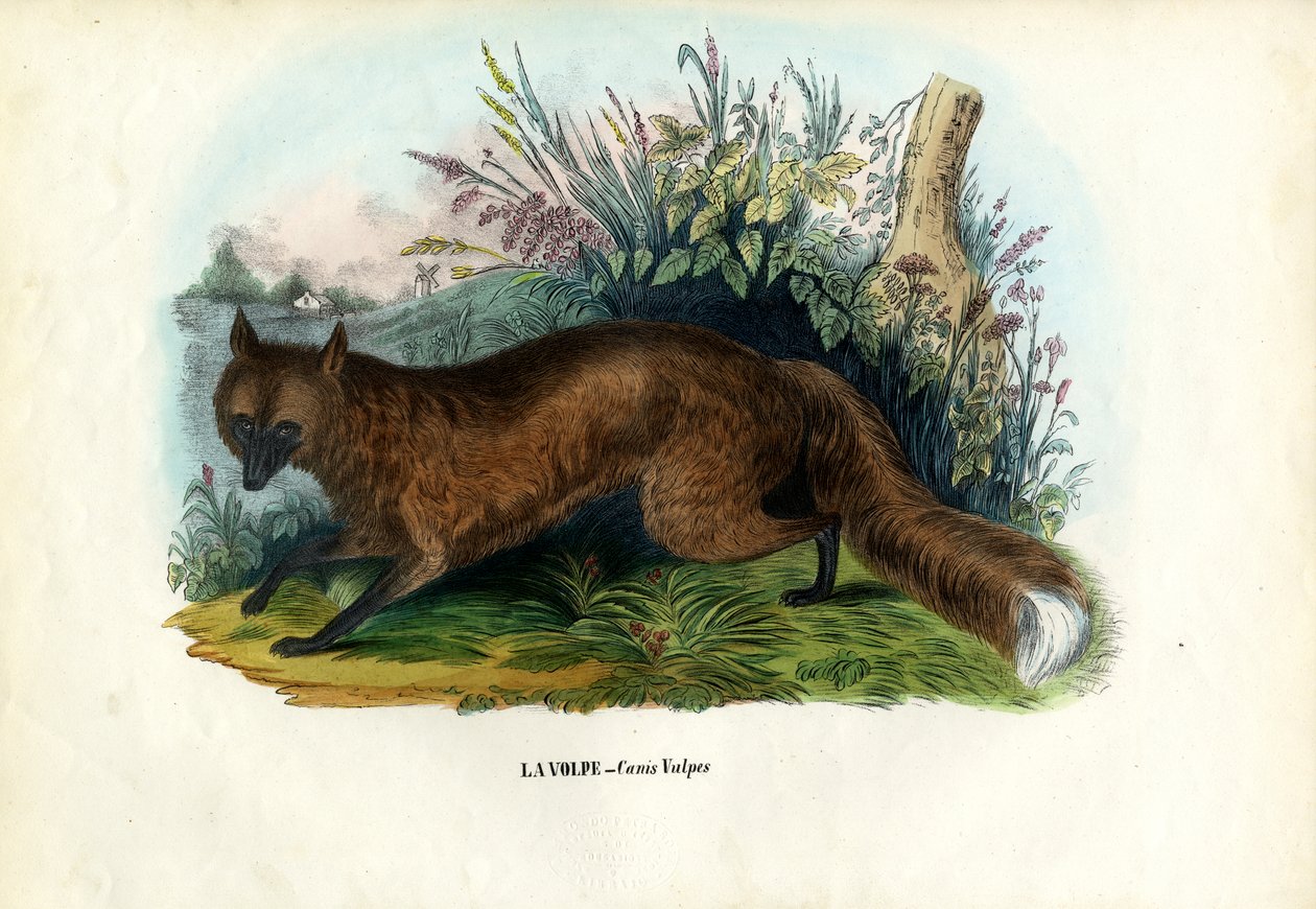 Raposa Vermelha, 1863-79 de Raimundo Petraroja