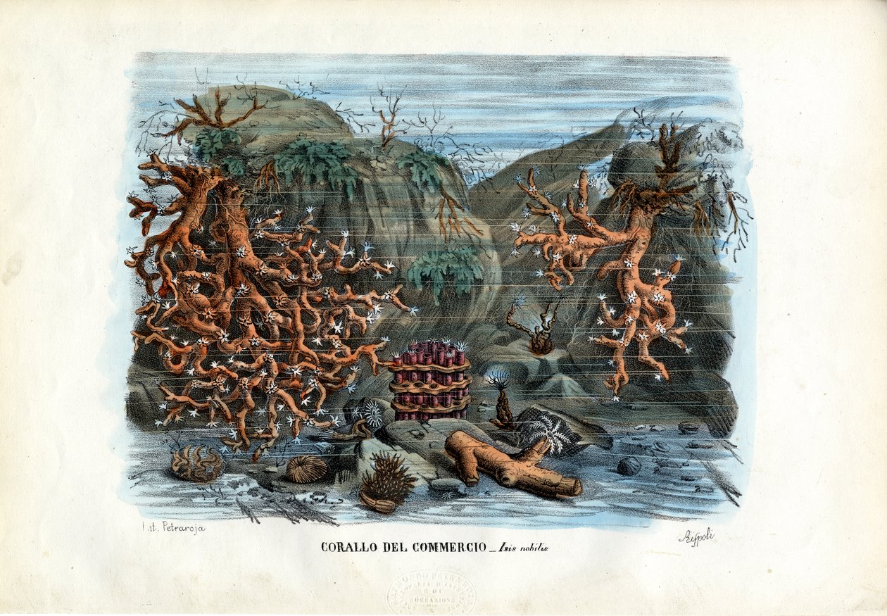 Red Isis Corals, 1863-79 de Raimundo Petraroja