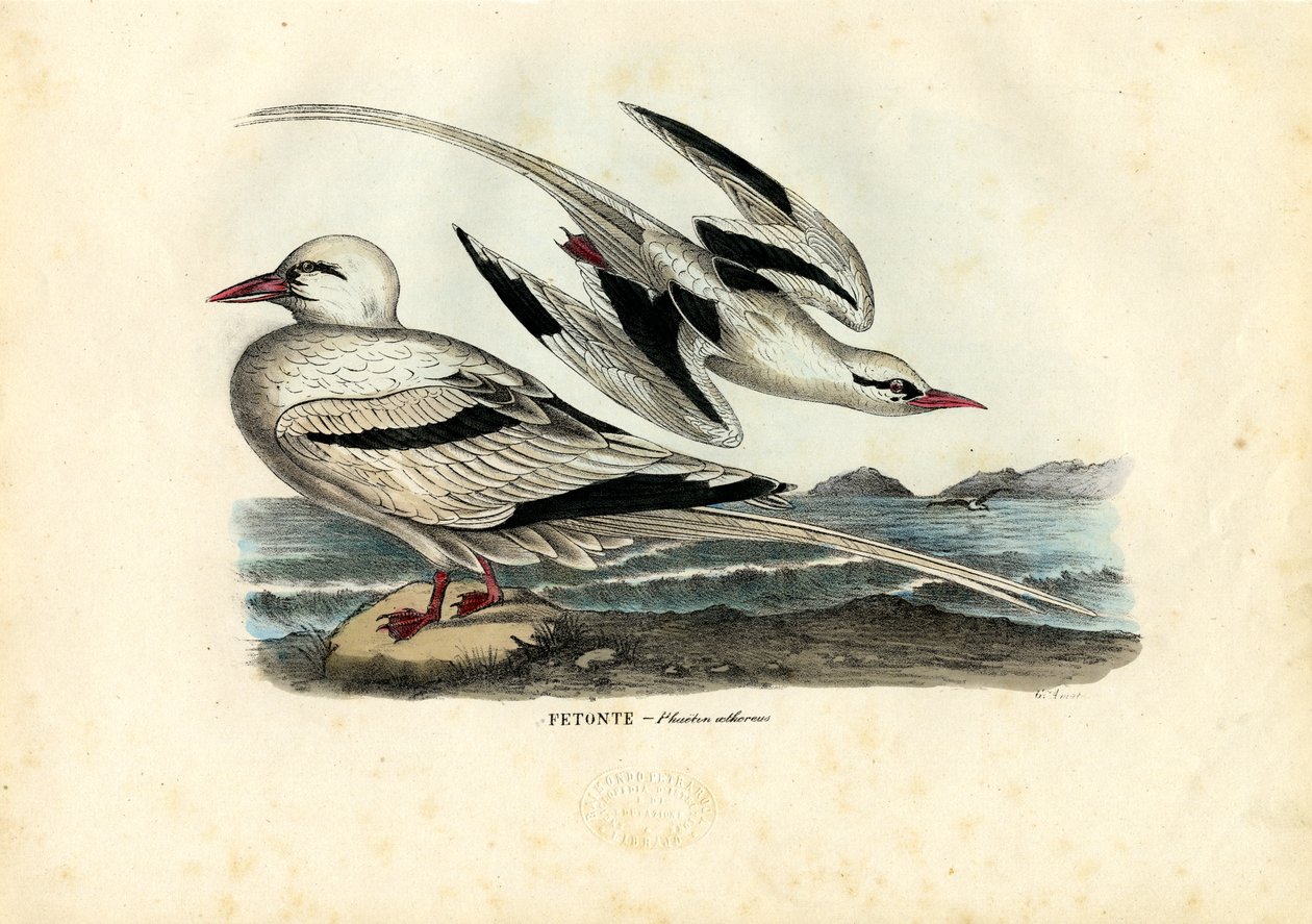 Tropicbird-de-bico-vermelho, 1863-79 de Raimundo Petraroja